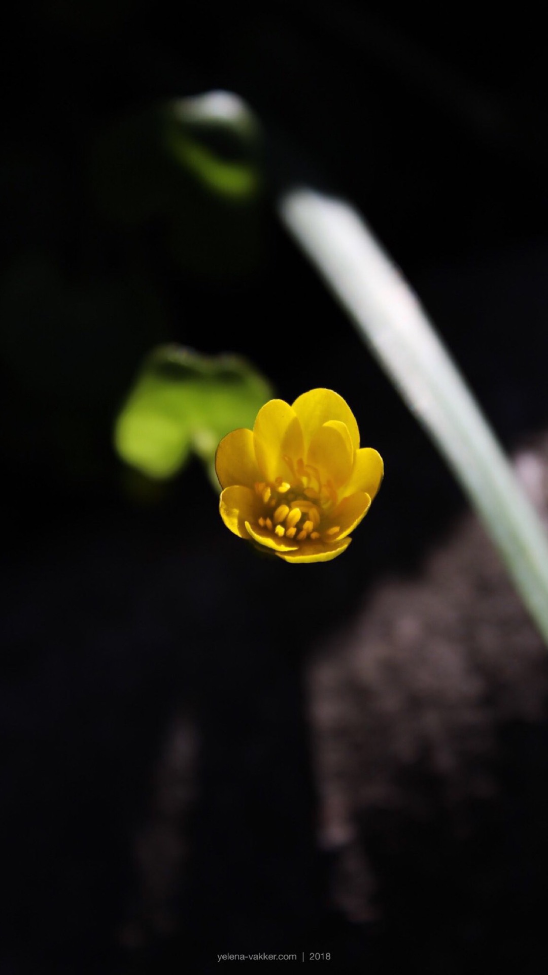 Wallpaper_Spring18_01